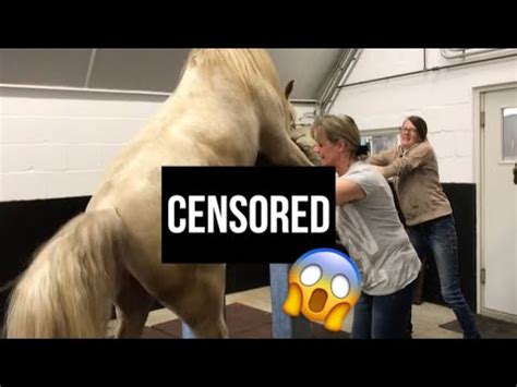 'horse fucking' Search .